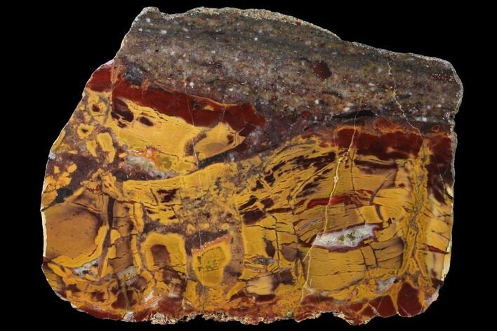 Polished, Chert-Replaced Domal Stromatolite Slab - Australia #132394